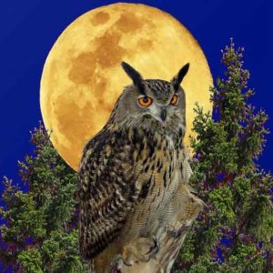 Night Owl - Seasonal Series Roast  FALL